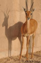 Al Wabra Wildlife Preservation