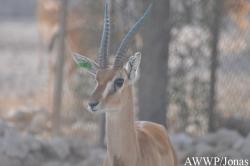 Al Wabra Wildlife Preservation