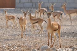 Al Wabra Wildlife Preservation