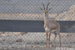 Al Wabra Wildlife Preservation