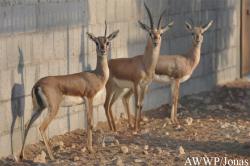 Gazella bennettii fuscifrons