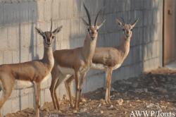 Al Wabra Wildlife Preservation