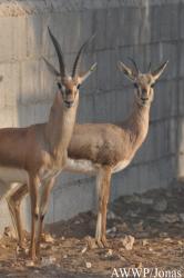 Al Wabra Wildlife Preservation