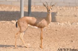 Al Wabra Wildlife Preservation
