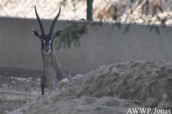 Al Wabra Wildlife Preservation