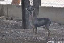 Gazella gazella erlangeri