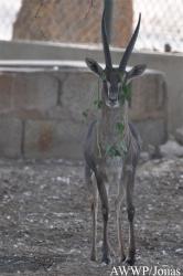 Al Wabra Wildlife Preservation