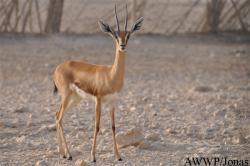Al Wabra Wildlife Preservation