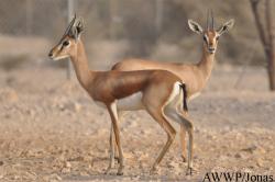 Gazella pelzelni