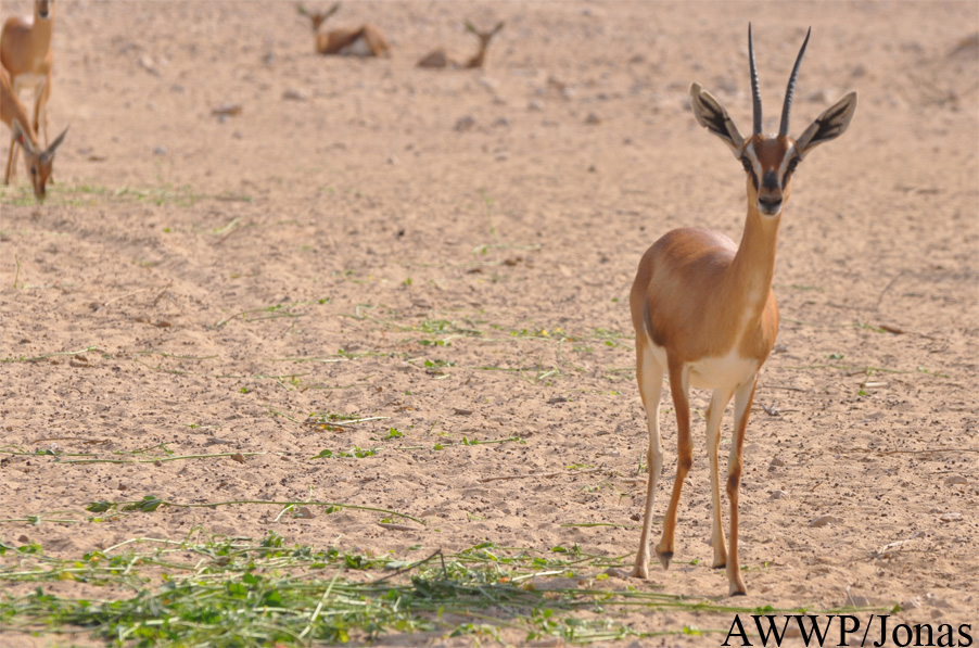 Al Wabra Wildlife Preservation