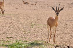 Al Wabra Wildlife Preservation
