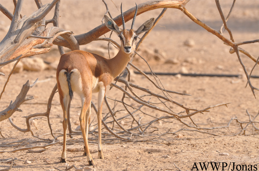 Al Wabra Wildlife Preservation