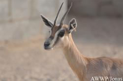 Al Wabra Wildlife Preservation