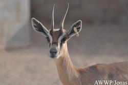 Al Wabra Wildlife Preservation