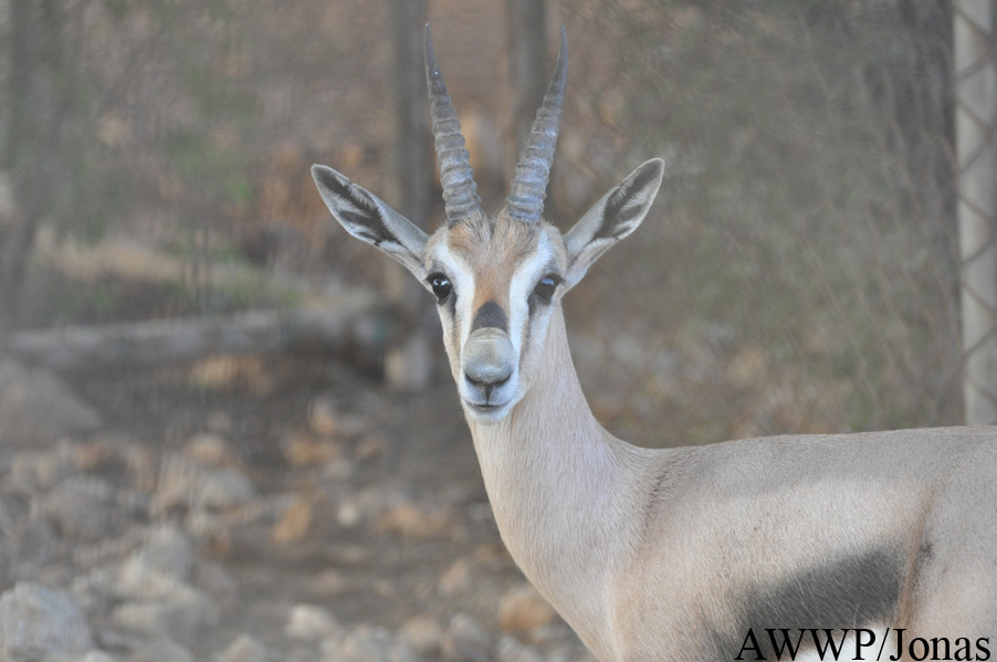 Al Wabra Wildlife Preservation