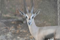 Al Wabra Wildlife Preservation
