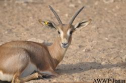 Al Wabra Wildlife Preservation