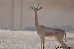 Al Wabra Wildlife Preservation