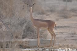 Al Wabra Wildlife Preservation