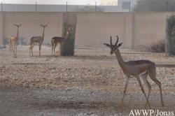 Al Wabra Wildlife Preservation