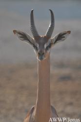 Al Wabra Wildlife Preservation