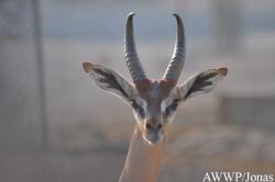 Al Wabra Wildlife Preservation