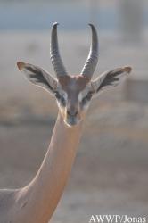 Al Wabra Wildlife Preservation