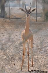 Al Wabra Wildlife Preservation