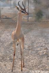 Al Wabra Wildlife Preservation