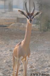 Al Wabra Wildlife Preservation