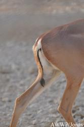 Al Wabra Wildlife Preservation