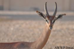 Al Wabra Wildlife Preservation
