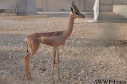 Al Wabra Wildlife Preservation