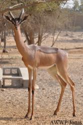 Al Wabra Wildlife Preservation