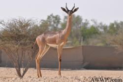 Al Wabra Wildlife Preservation