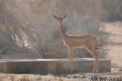 Al Wabra Wildlife Preservation