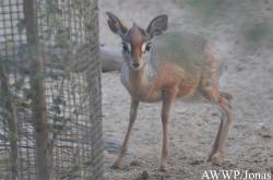 Al Wabra Wildlife Preservation