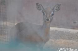 Al Wabra Wildlife Preservation