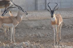 Al Wabra Wildlife Preservation