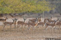Al Wabra Wildlife Preservation