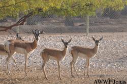 Al Wabra Wildlife Preservation