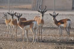 Al Wabra Wildlife Preservation
