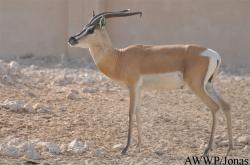 Al Wabra Wildlife Preservation