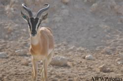 Al Wabra Wildlife Preservation
