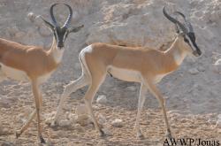 Al Wabra Wildlife Preservation
