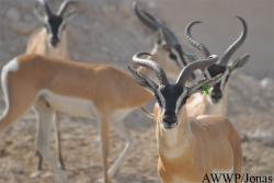Al Wabra Wildlife Preservation
