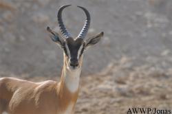 Al Wabra Wildlife Preservation