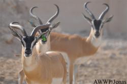 Al Wabra Wildlife Preservation