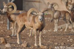 Al Wabra Wildlife Preservation