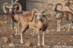 Al Wabra Wildlife Preservation